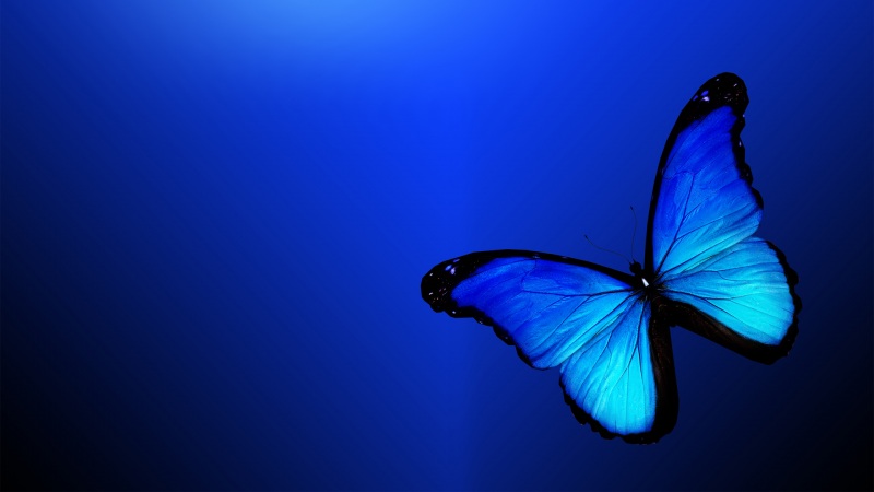 蓝色蝴蝶唯美桌面壁纸