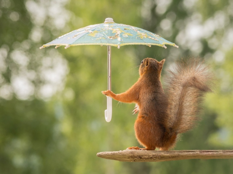 松鼠，雨伞，可爱姿势，尾巴，树木，松鼠lol电竞下注