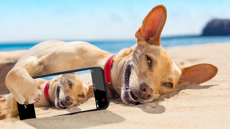 沙滩上可爱的狗狗 手机自拍 lol电竞下注