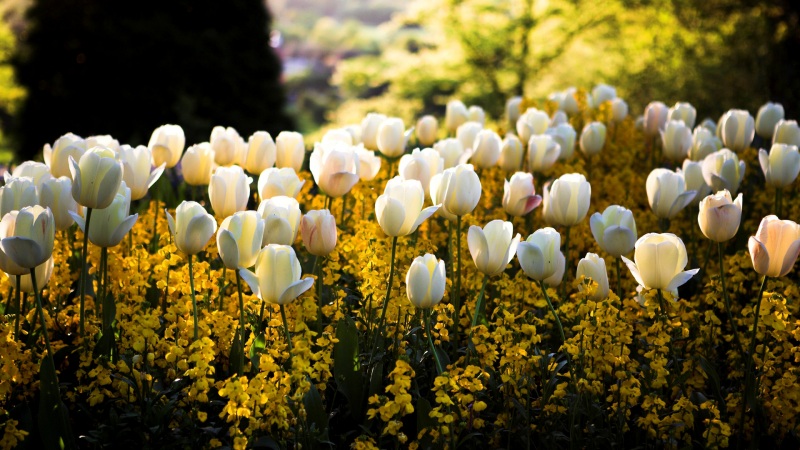 阳光 鲜花 公园 春天 黄色的油菜花 白色的郁金香花 桌面壁纸