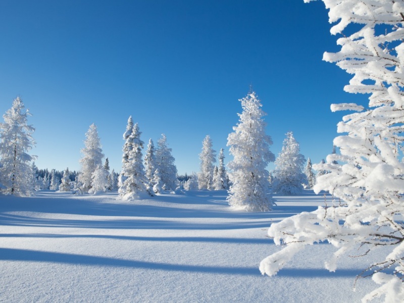 冬天风景 树 雪景图 天空 冬天雪景桌面壁纸