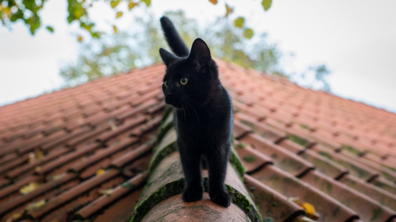 屋顶小黑猫lol电竞下注