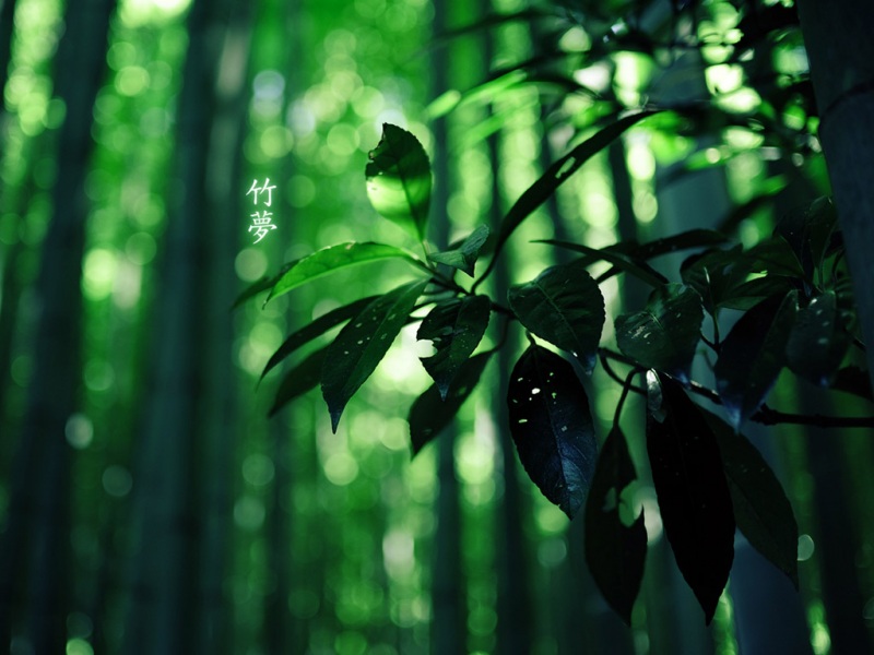 日本京都绿色竹林风景桌面壁纸 彼岸壁纸手机版