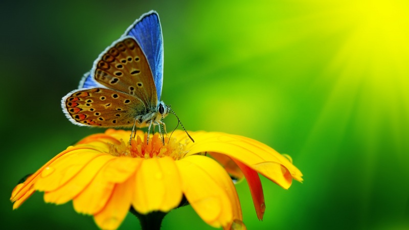 美丽的蝴蝶，黄色的花，水滴，lol电竞下注
