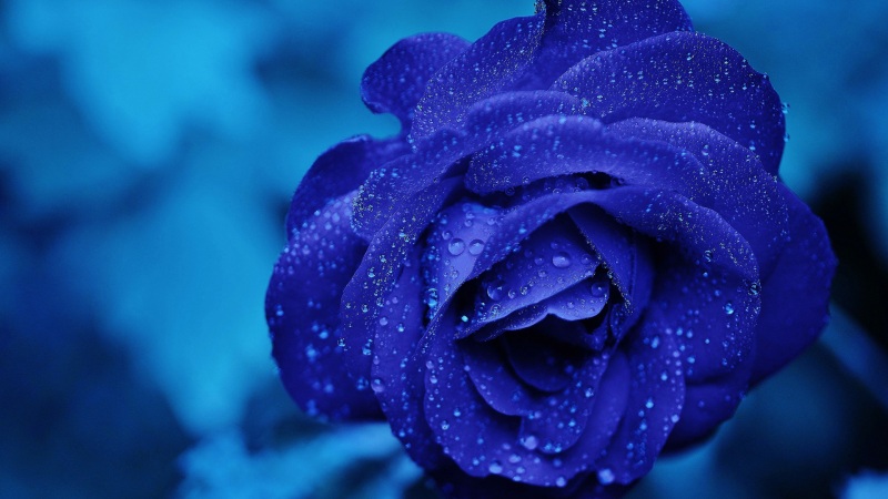 蓝色玫瑰花2K桌面壁纸